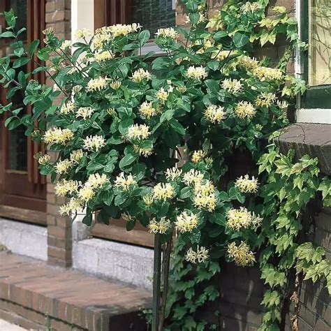 陽台爬藤植物|有哪些适合家里阳台种植的藤本植物？